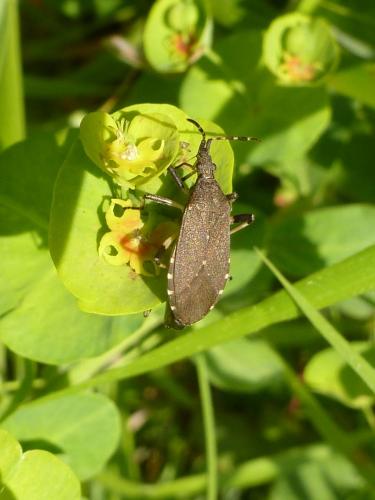 Réf. 257 320 : Dicranocephalus agilis